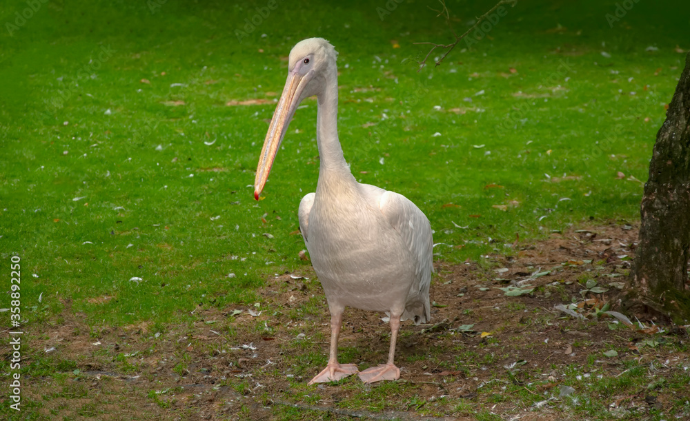 Great white or eastern white pelican, rosy pelican or white pelican is a bird in the pelican family. Great white or eastern white pelican, rosy pelican or white pelican is a bird in the pelican family.