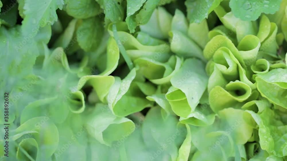 The green lettuce leaves shoots in rows on garden beds in the vegetable field. Cultivation of vegetables. Agriculture. Gardening in the summer house in the spring and summer season. The green lettuce leaves shoots in rows on garden beds in the vegetable field. Cultivation of vegetables. Agriculture. Gardening in the summer house in the spring and summer season.