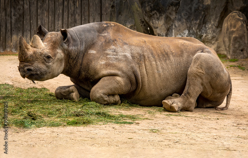 White Rhino or Rhinoceros walking in the zoo. Rhinoceros with mud covering skin in hot day