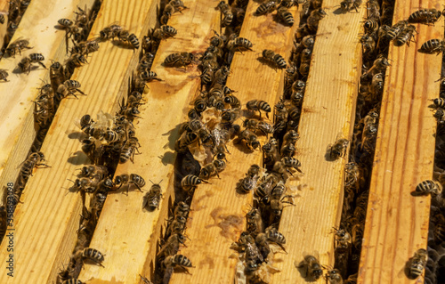 Fotografia close up of a wooden frame with a honeycomb filled with honey bees continuing to bring honey