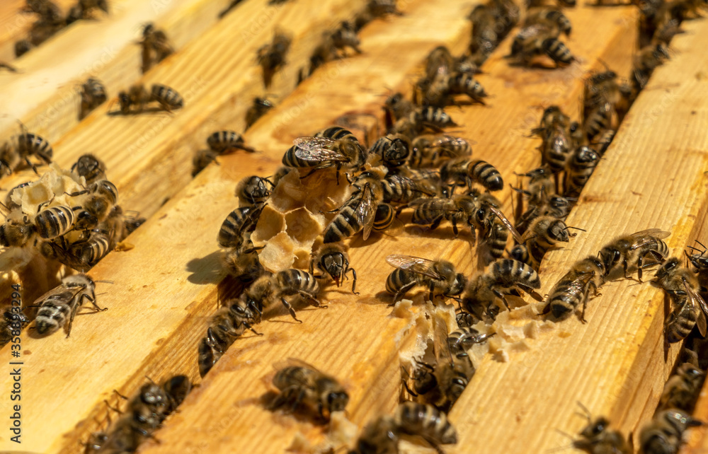 close up of a wooden frame with a honeycomb filled with honey bees continuing to bring honey. close up of a wooden frame with a honeycomb filled with honey bees continuing to bring honey.