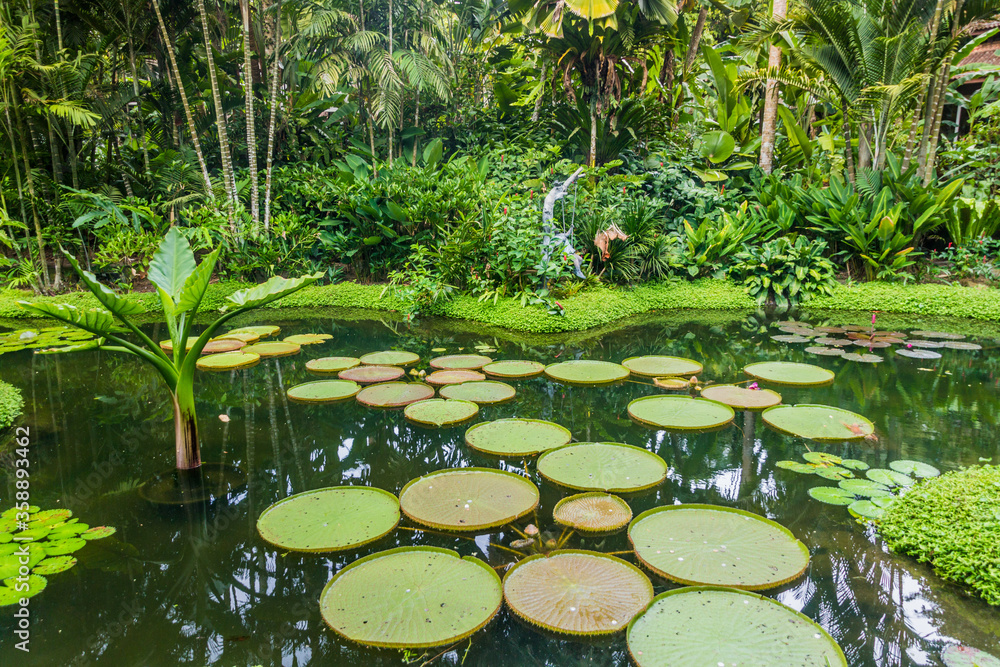Water lily on a pond in Singapore Botanic Gardens. Water lily on a pond in Singapore Botanic Gardens.