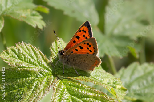 A Small Copper Butterfly sitting on a Bramble leaf.