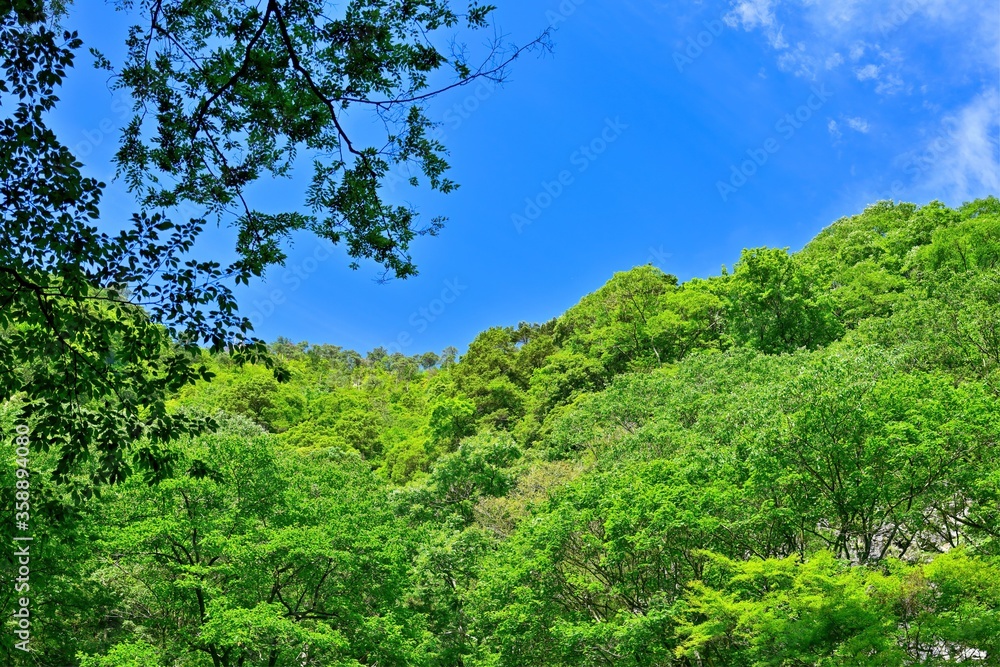 Obraz premium 新緑に包まれた赤目四十八滝渓谷の情景＠京都