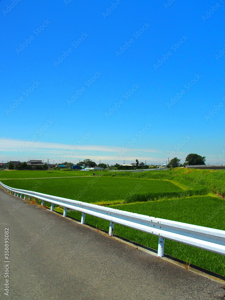 坂道から見る初夏の田圃風景