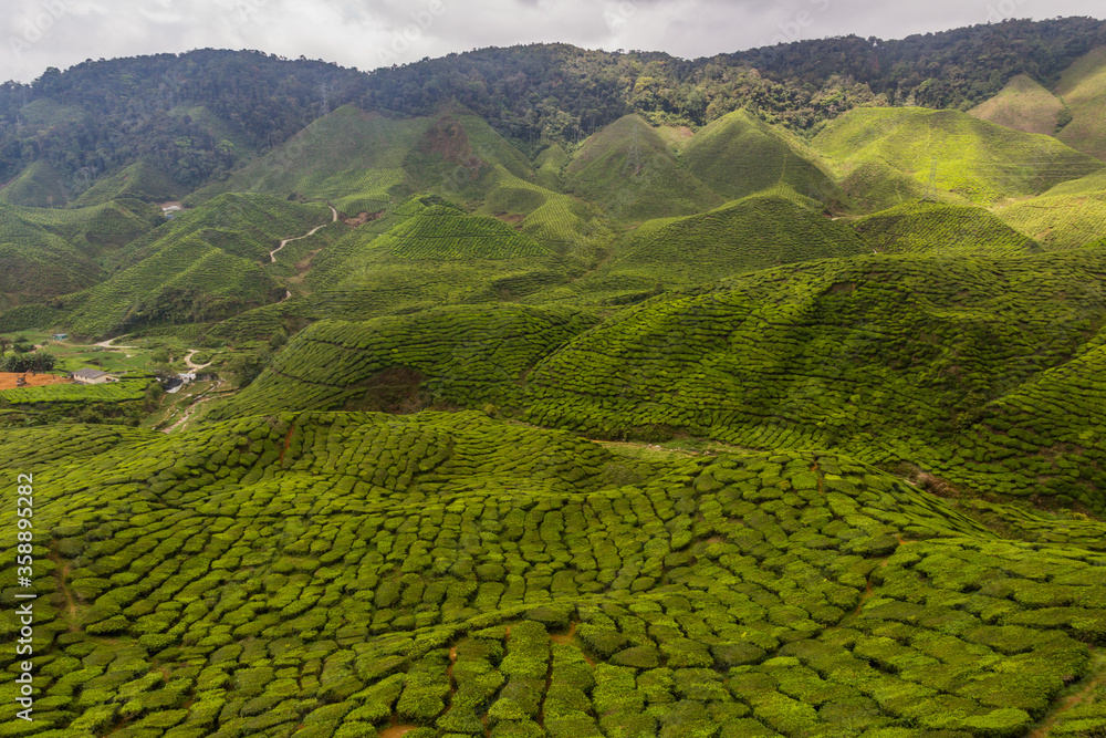 Tea plantation in Cameron Highlands, Malaysia