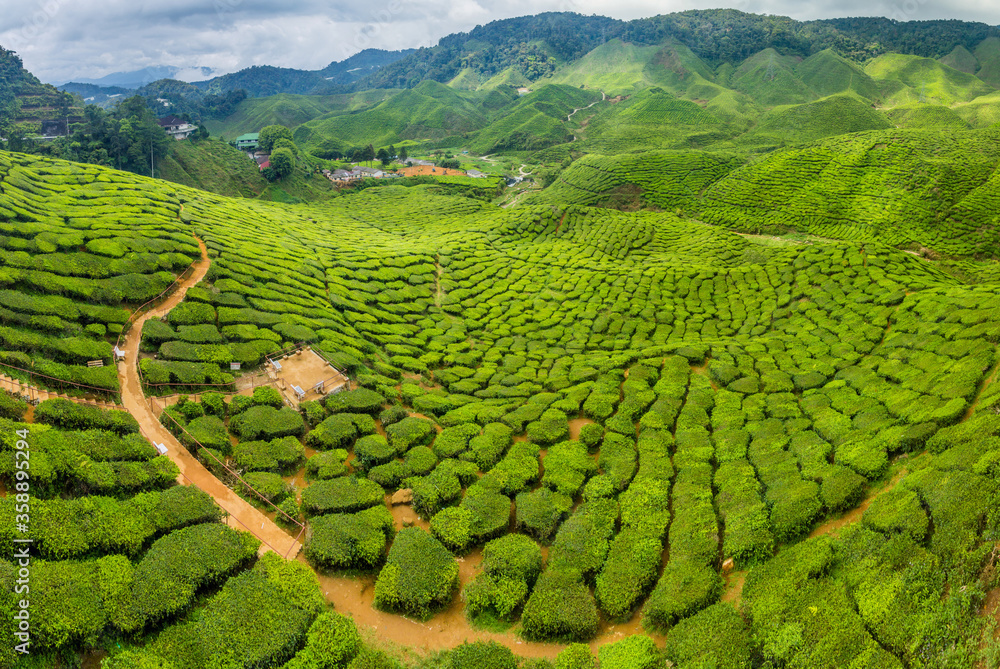 Tea plantation in Cameron Highlands, Malaysia Tea plantation in Cameron Highlands, Malaysia