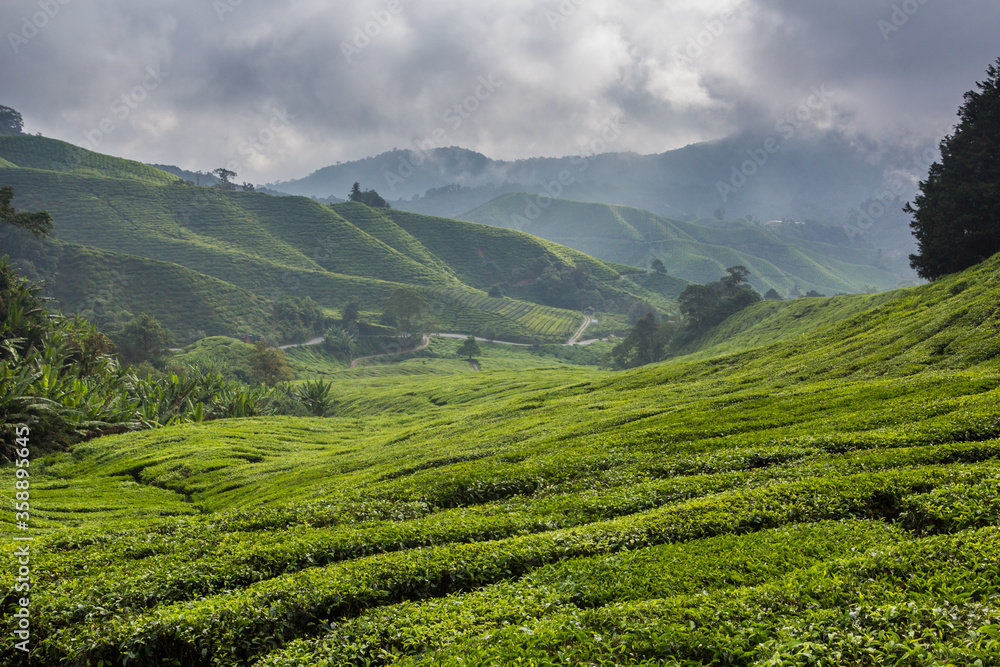 View of a tea plantation in the Cameron Highlands, Malaysia