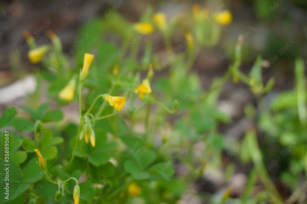 Close-up of small yellow flowers in a yard with a soft focus Close-up of small yellow flowers in a yard with a soft focus
