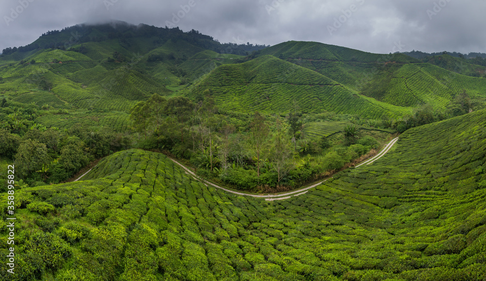 View of a tea plantations in the Cameron Highlands, Malaysia View of a tea plantations in the Cameron Highlands, Malaysia