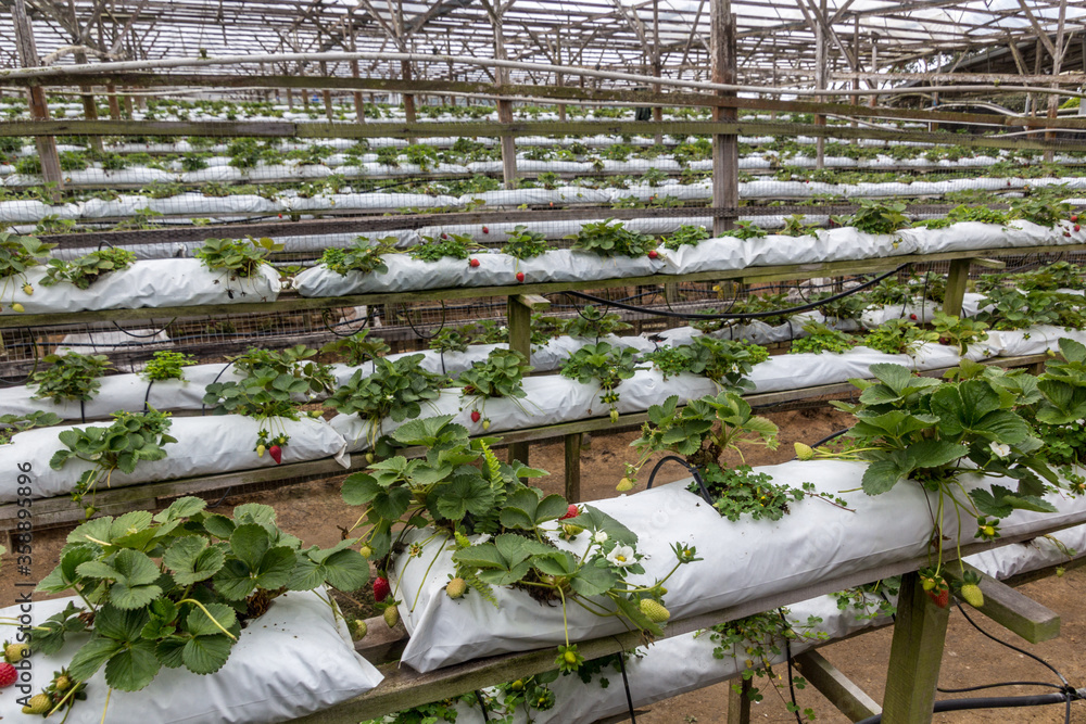 Φωτογραφία CAMERON HIGHLANDS, MALAYSIA - MARCH 28, 2018: View of a strawberry farm in the C