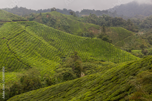 View of a tea plantations in the Cameron Highlands  Malaysia