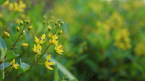 yellow flowers in the garden