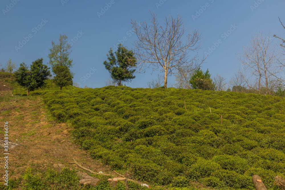 Tea gardens near Lahijan, Gilan province, Iran