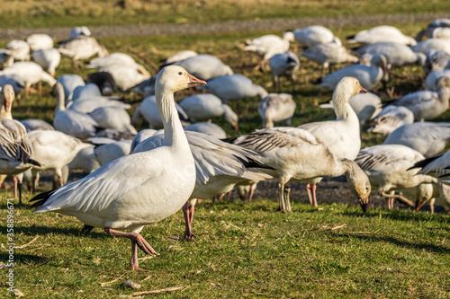 A flock of white geese in the park breeding british columbia canada.