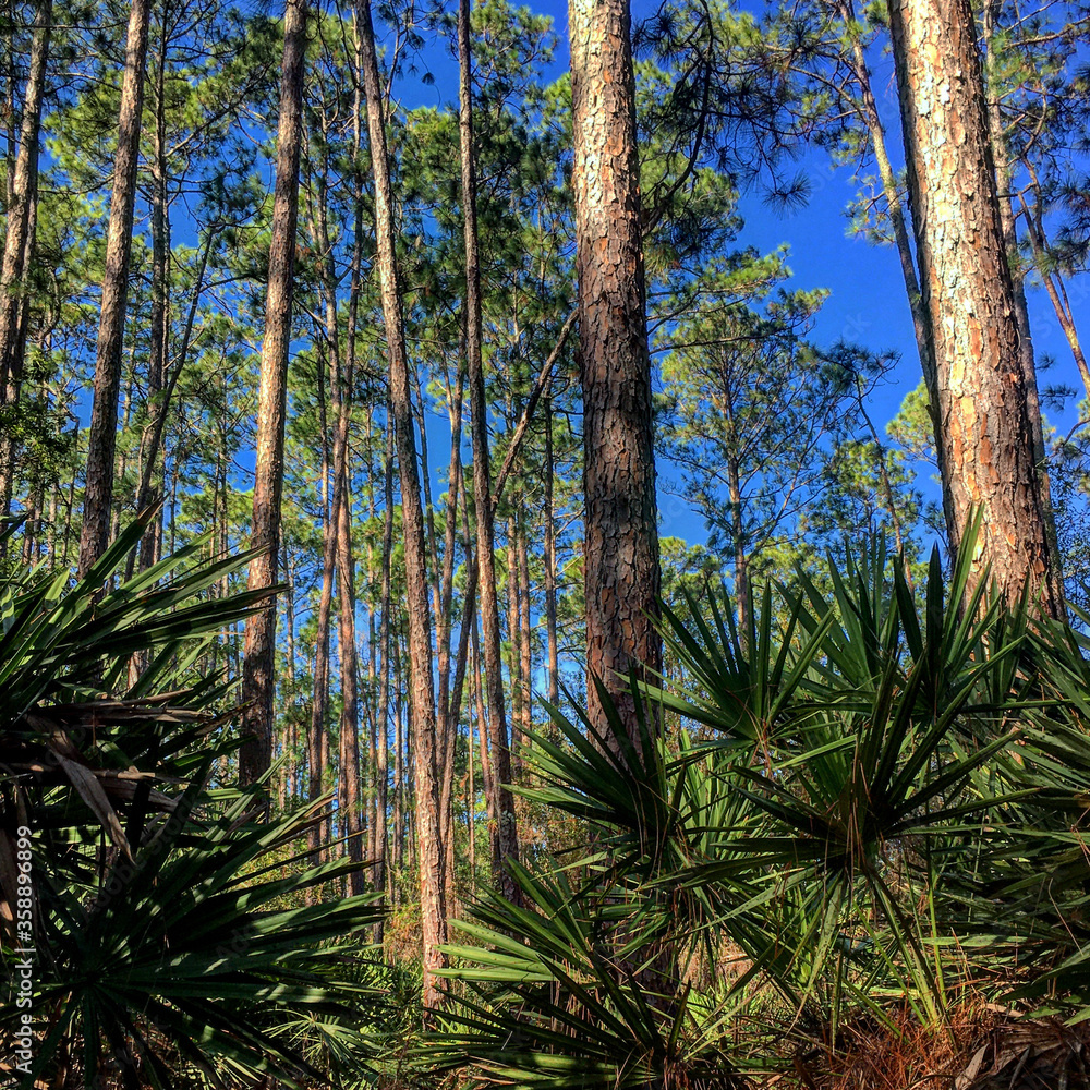 Fototapeta premium pine trees in the forest