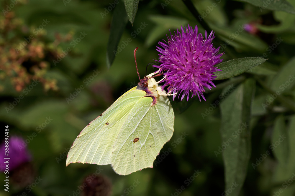 A Brimstone Butterfly nectaring on a knapweed flower. A Brimstone Butterfly nectaring on a knapweed flower.