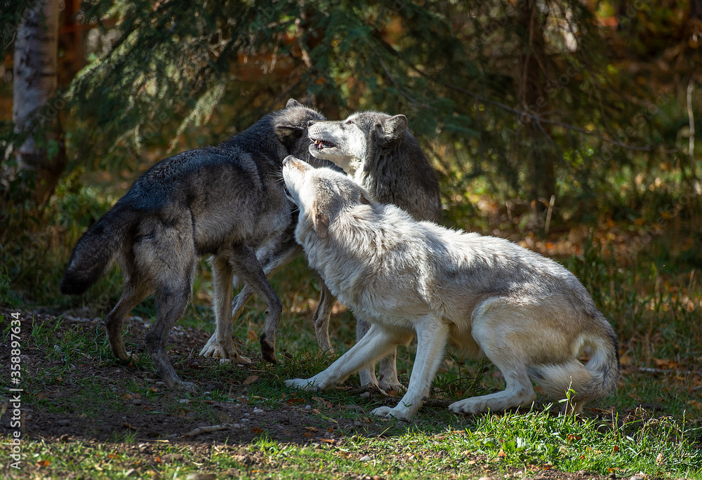 Obraz premium Timber wolves having fun