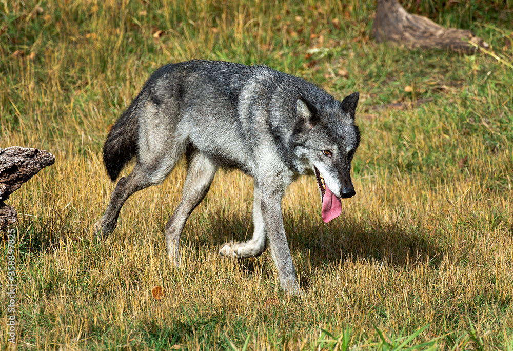 Fototapeta premium Timber wolves having fun