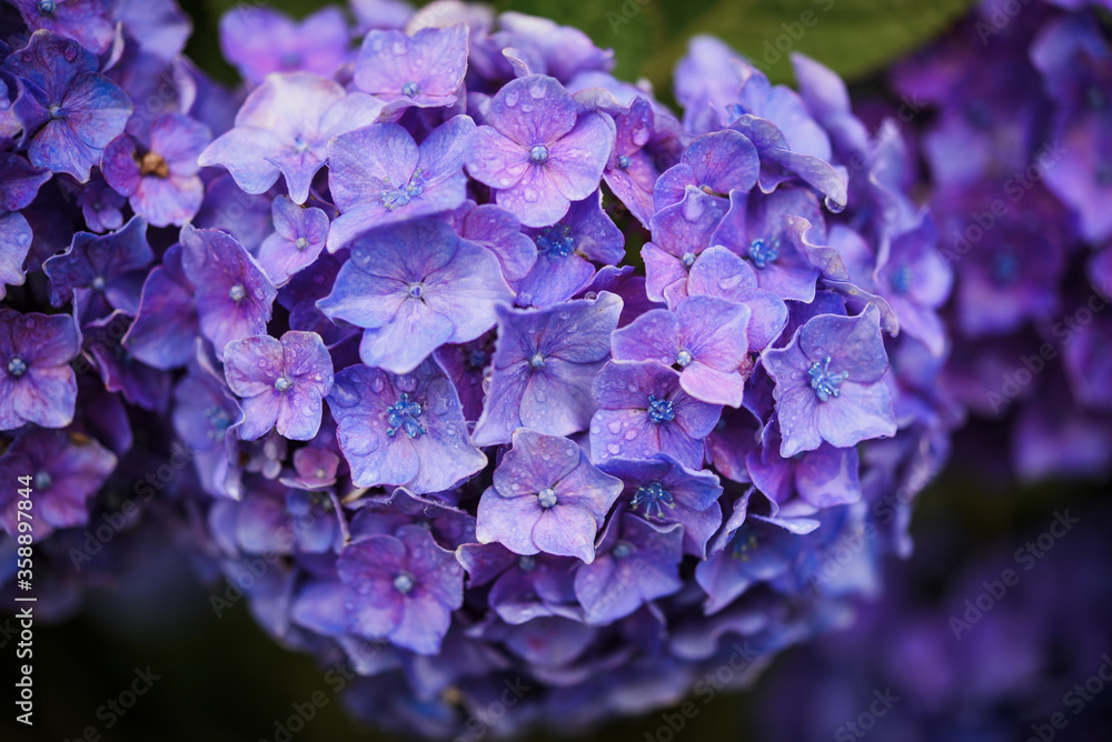 雨に濡れた紫陽花 雨に濡れた紫陽花