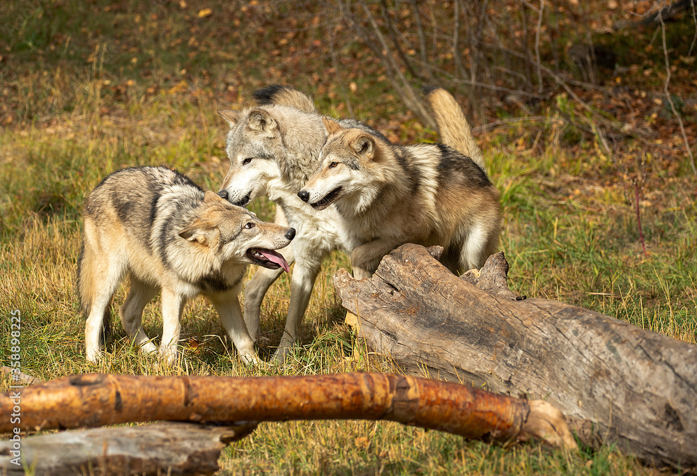 Obraz premium Timber wolves having fun