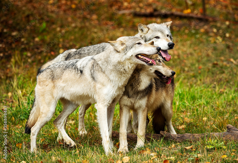 Timber wolves having fun Timber wolves having fun