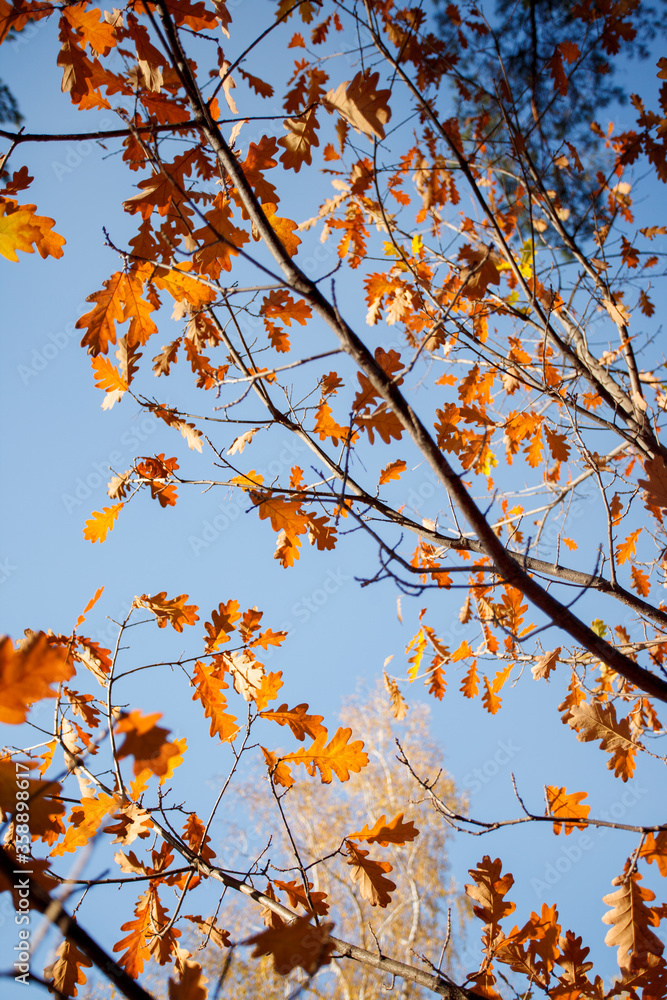 Beautiful autumn landscape with yellow trees, blue sky and sun. Colorful foliage in the park. Falling leaves natural background, banner, flyer, bright warming concept, copy space Beautiful autumn landscape with yellow trees, blue sky and sun. Colorful foliage in the park. Falling leaves natural background, banner, flyer, bright warming concept, copy space