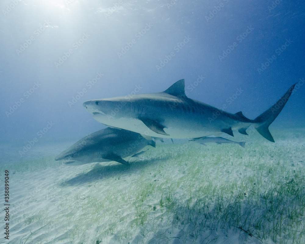Obraz premium A Pair of Tiger Sharks Swim Together at Tiger Beach in the Bahamas