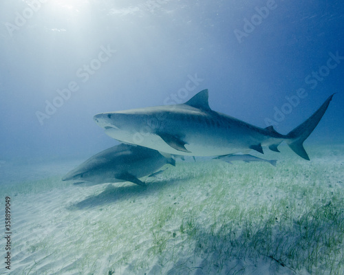 A Pair of Tiger Sharks Swim Together at Tiger Beach in the Bahamas
