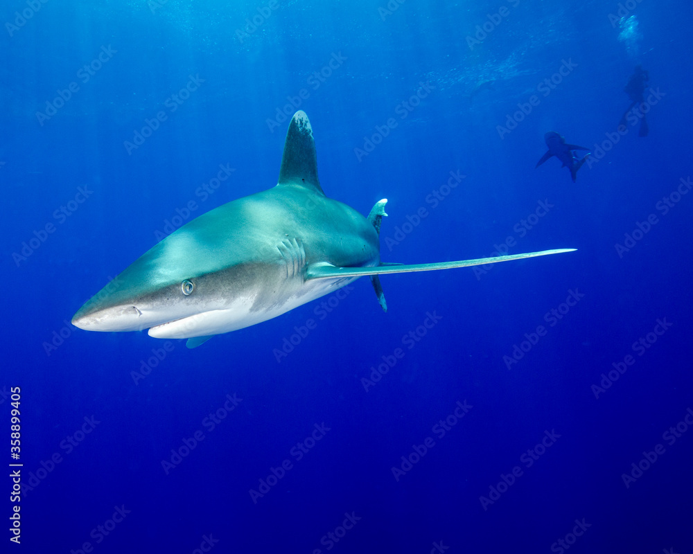 An Oceanic White-Tip Shark in the Deep Blue Water of Cat Island in the Bahamas