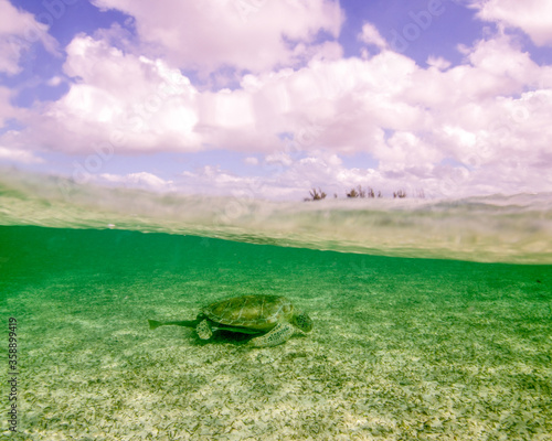 An Over Under Photo of a Sleeping Green Turtle at Grand Bahama Island