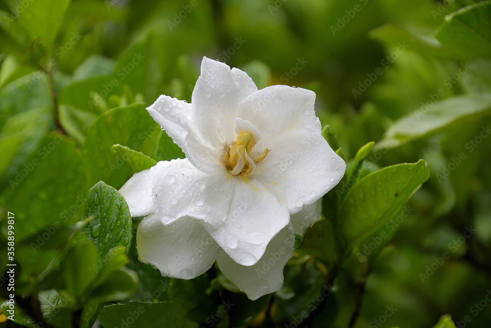 Obraz premium 雨に濡れ、白い花びらに水滴をいっぱいつけたクチナシ