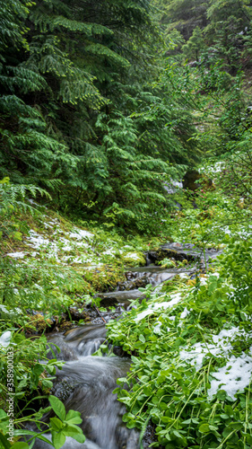 Stream in the forest