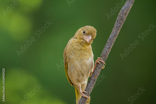 Arabian golden sparrow © Naushad