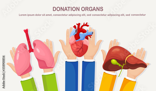 Donation organs. Doctors hands hold donor lungs, heart, liver for transplantation. Cardiac, respiratory, hepatic, digestive disease, cancer. Volunteer aid for the patient. Vector cartoon design