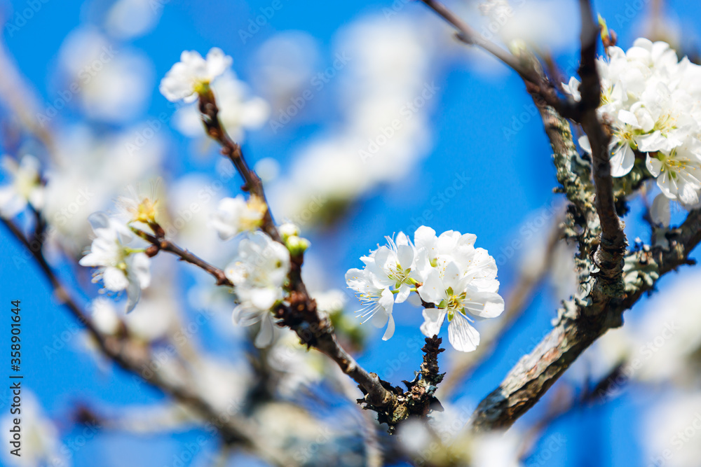 Blossoming white cherry flowers on blue sky background Blossoming white cherry flowers on blue sky background