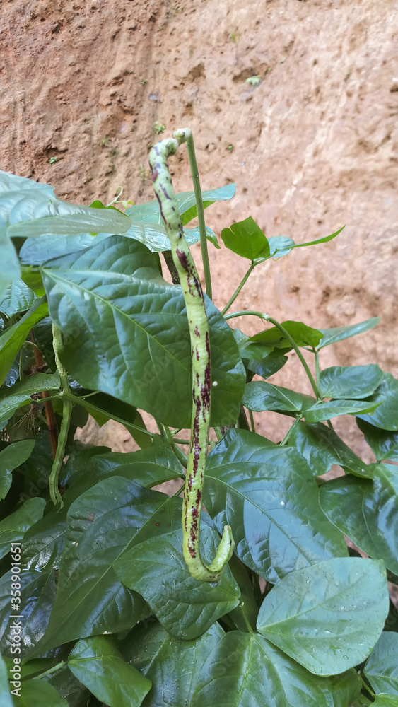 Vigna unguiculata creepers plant."Mea" karal plant in Sri Lanka. Stock