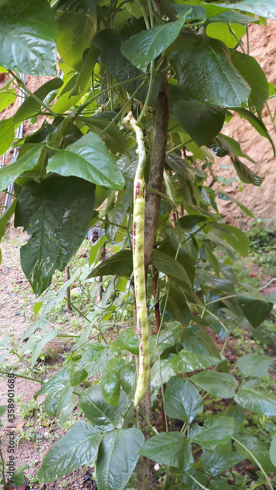 Vigna unguiculata creepers plant."Mea" karal plant in Sri Lanka. Stock Photo Adobe Stock