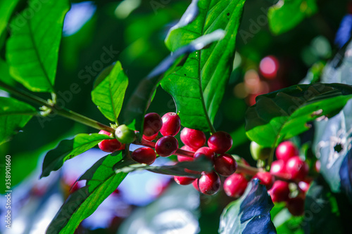 ripe red  Arabicas Coffee fruit on a tree , coffee plantation