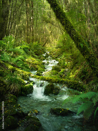 New Zealand Fiordland creek