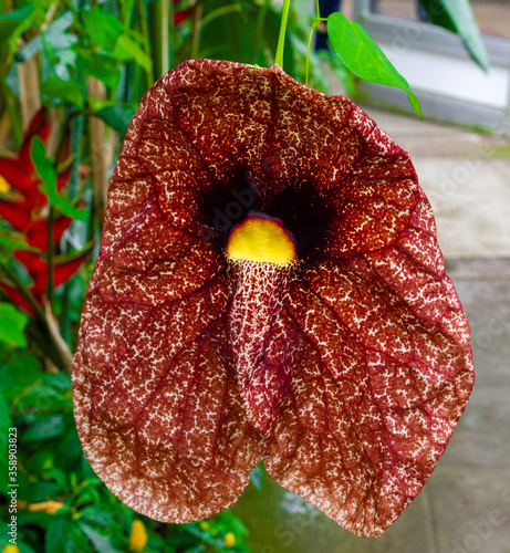 Kirkazon flower. The big flower Aristolochia gigantea in the garden
