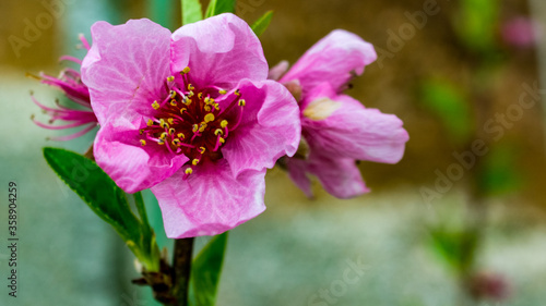 pink flower