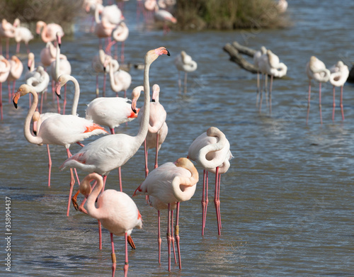 Beautiful Flamingos on the Rhine Delta in France