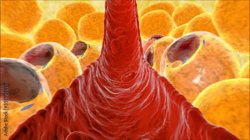 Fat cell. inside numan organism photo