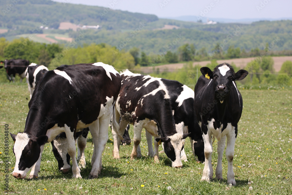 Dairy Cows on a Northern New York Farm