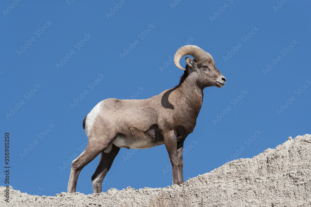 Adult Male Bighorn Sheep on Mountain