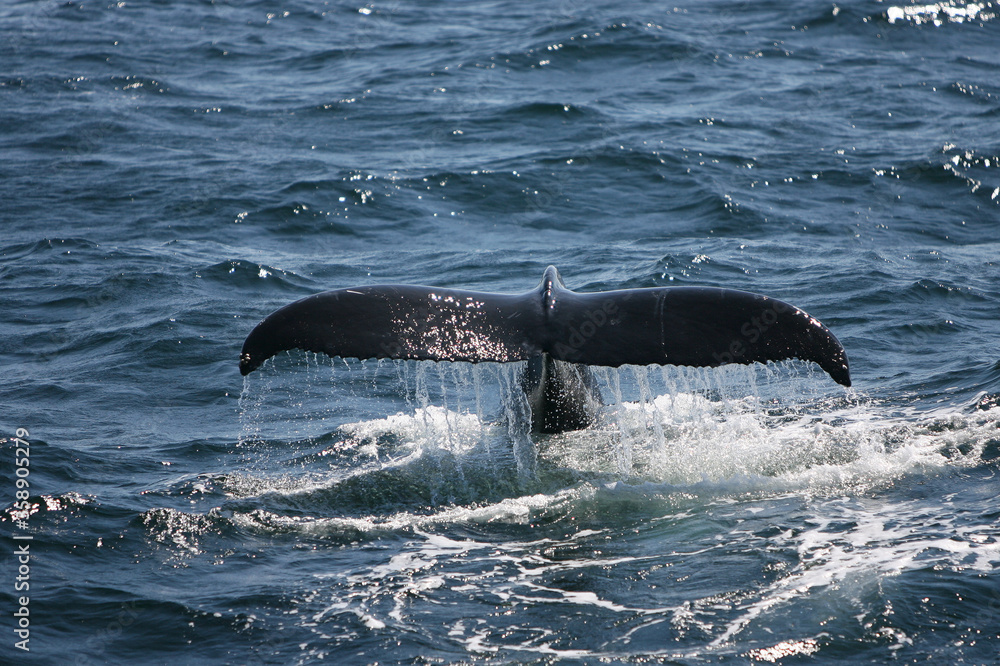 Fototapeta premium Humpback whales diving off Cape Cod, MA USA