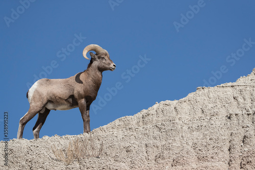 Adult Male Bighorn Sheep on Mountain