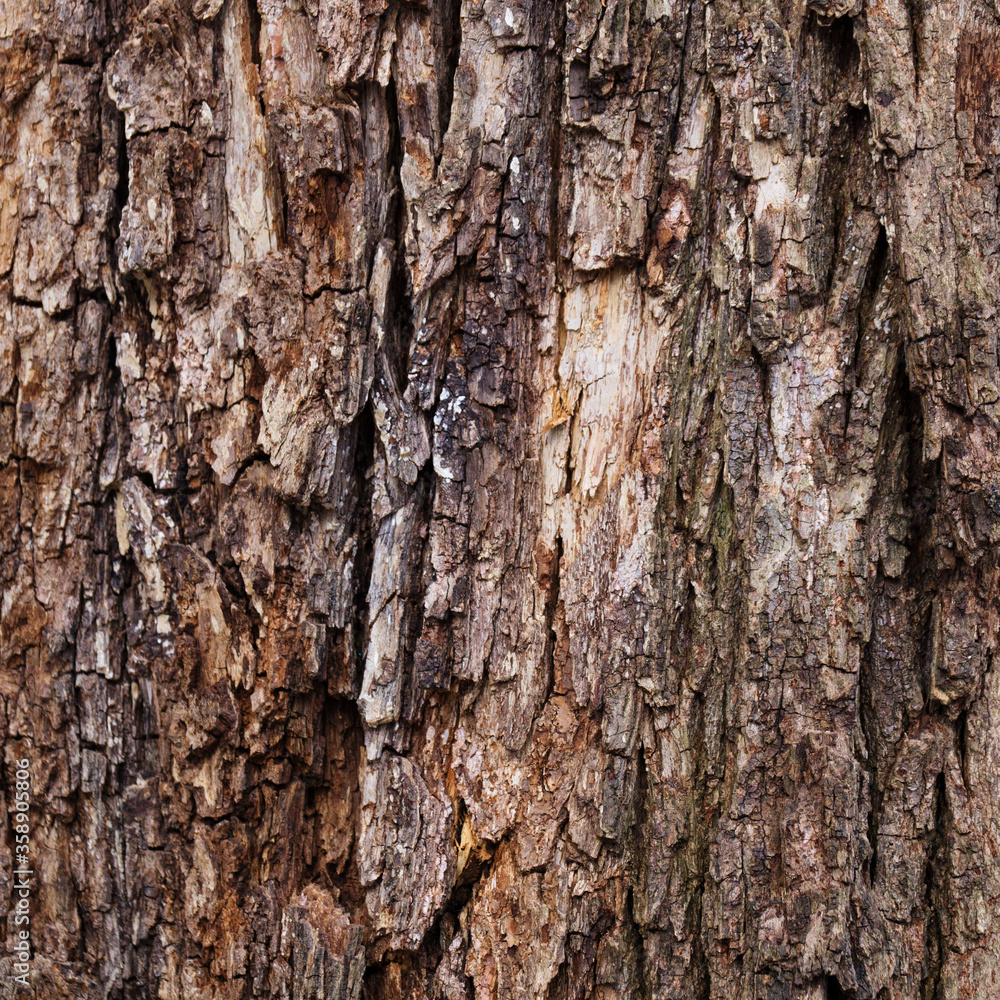 Closeup of old weather beaten tree bark texture background pattern Closeup of old weather beaten tree bark texture background pattern