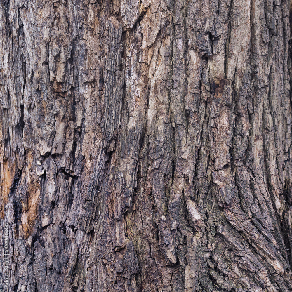 Closeup of old weather beaten tree bark texture background pattern Closeup of old weather beaten tree bark texture background pattern